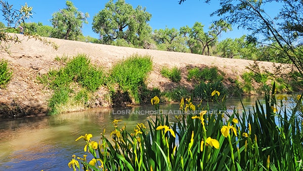 Paseo del Bosque Trail flowers